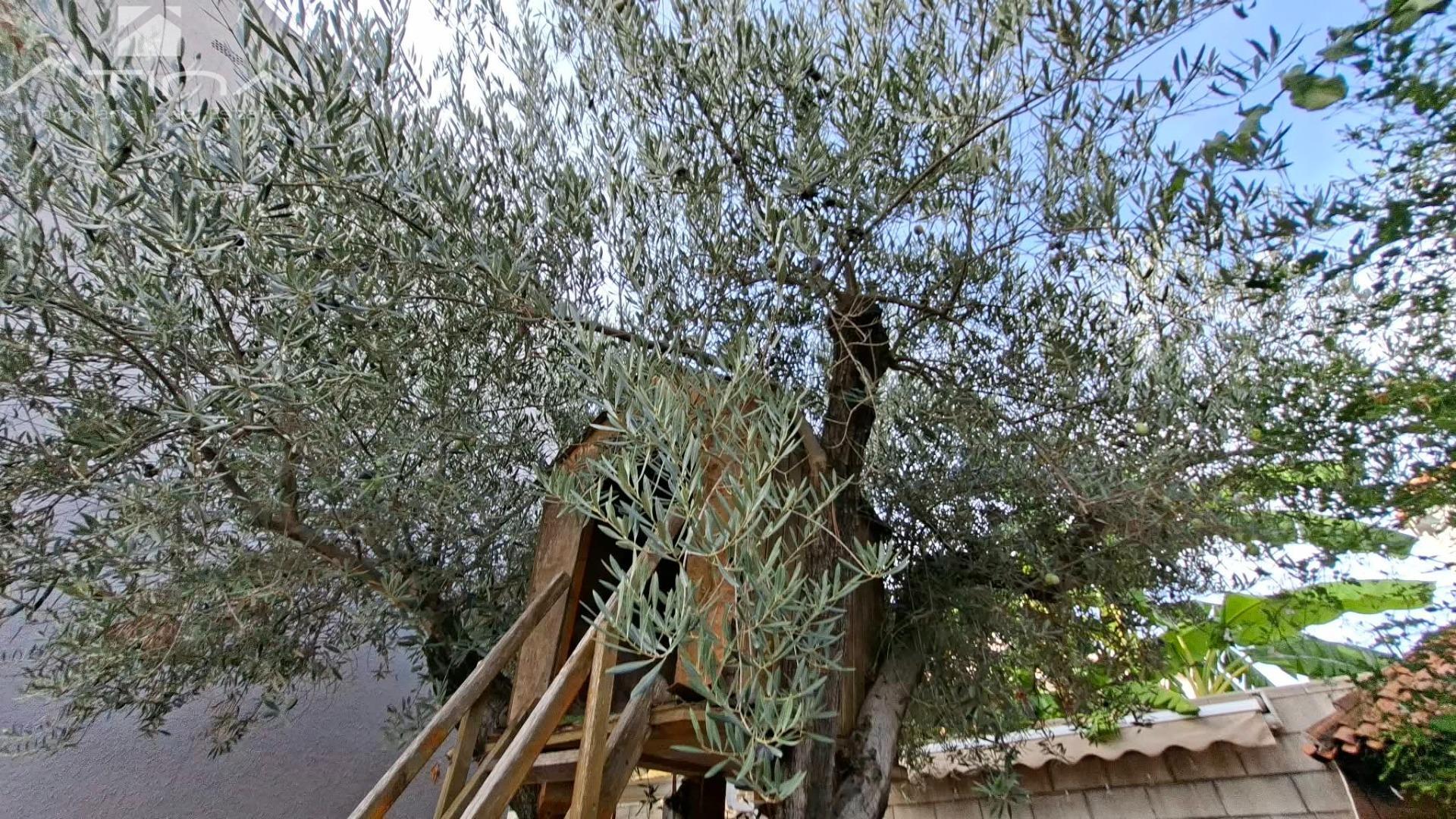 barbacoa